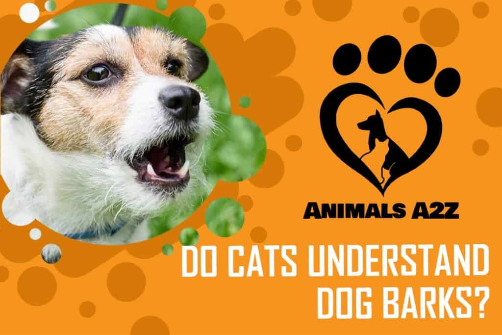 Do cats understand dog barks? [ Detailed Answer ]