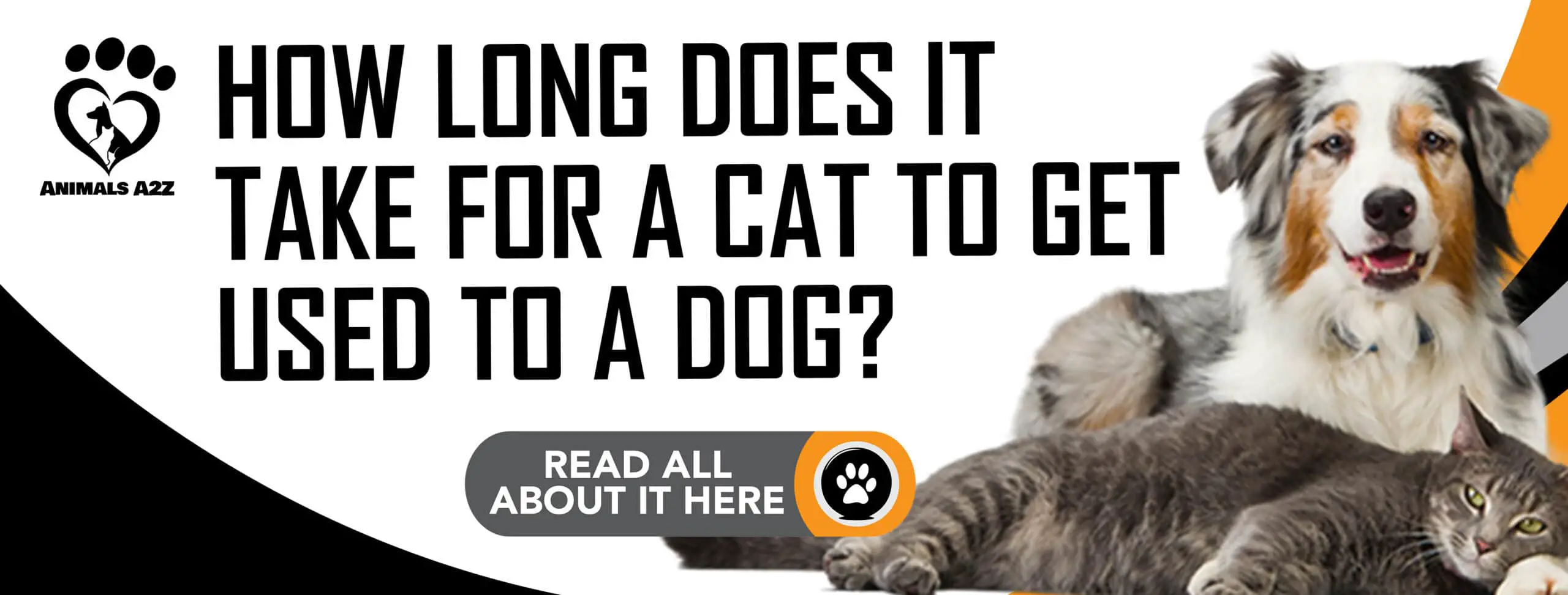Hvor lang tid tager det for en kat at vænne sig til en hund?