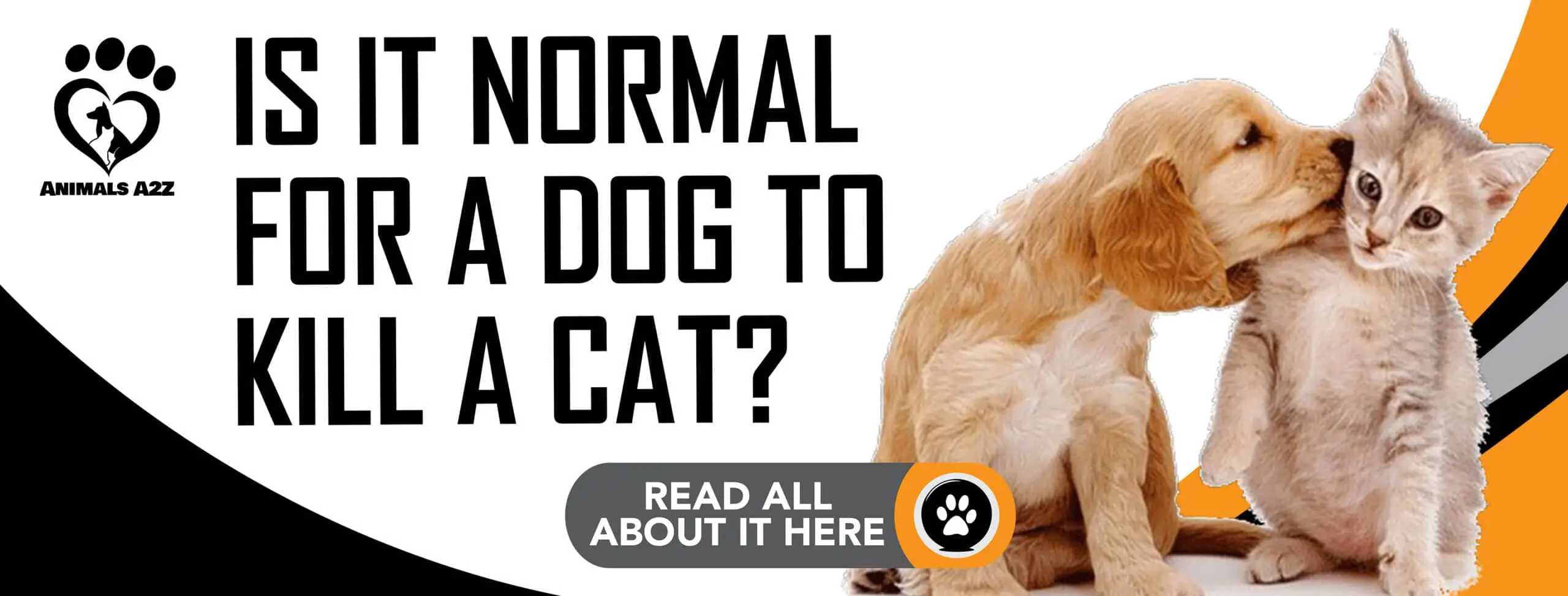 ¿Es normal que un perro mate a un gato?