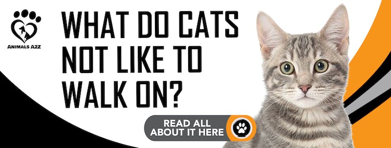 Hvad kan katte ikke lide at gå på?