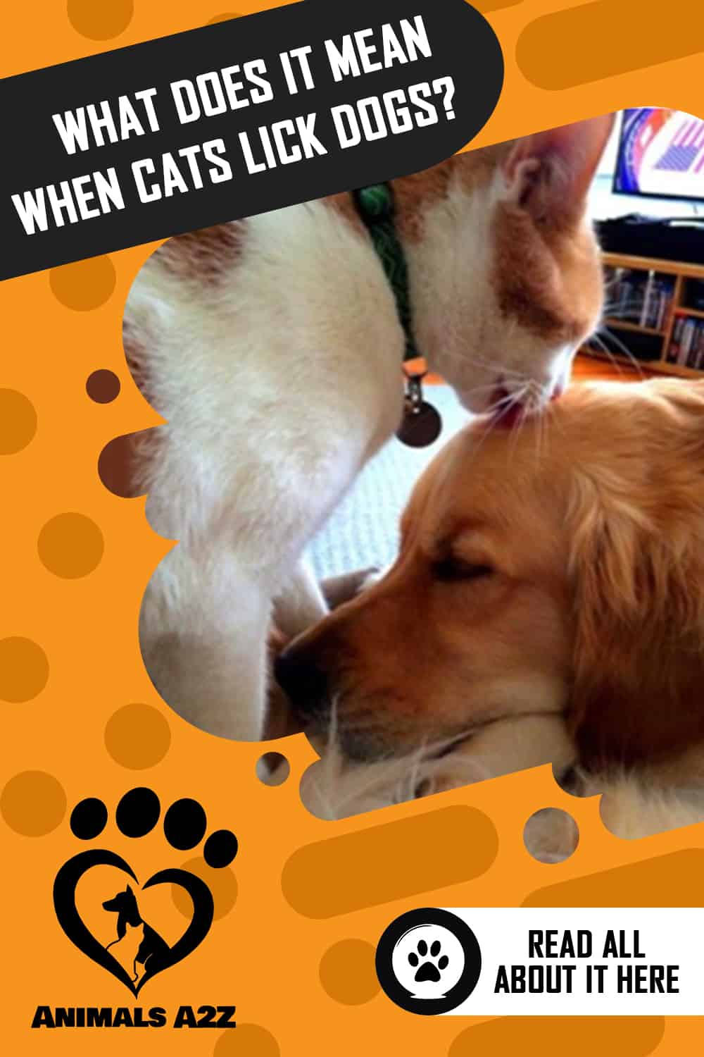 What does it mean when cats lick dogs? [ Detailed Answer ]