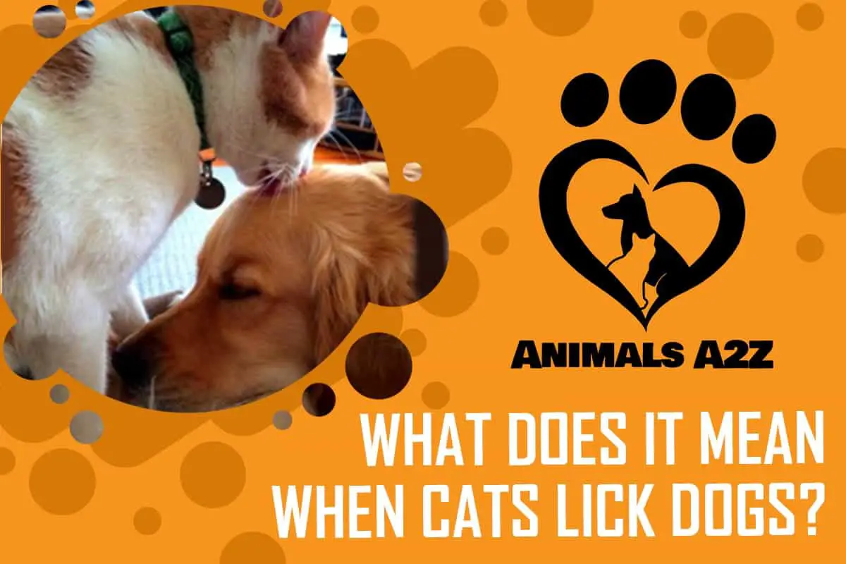 What does it mean when cats lick dogs3