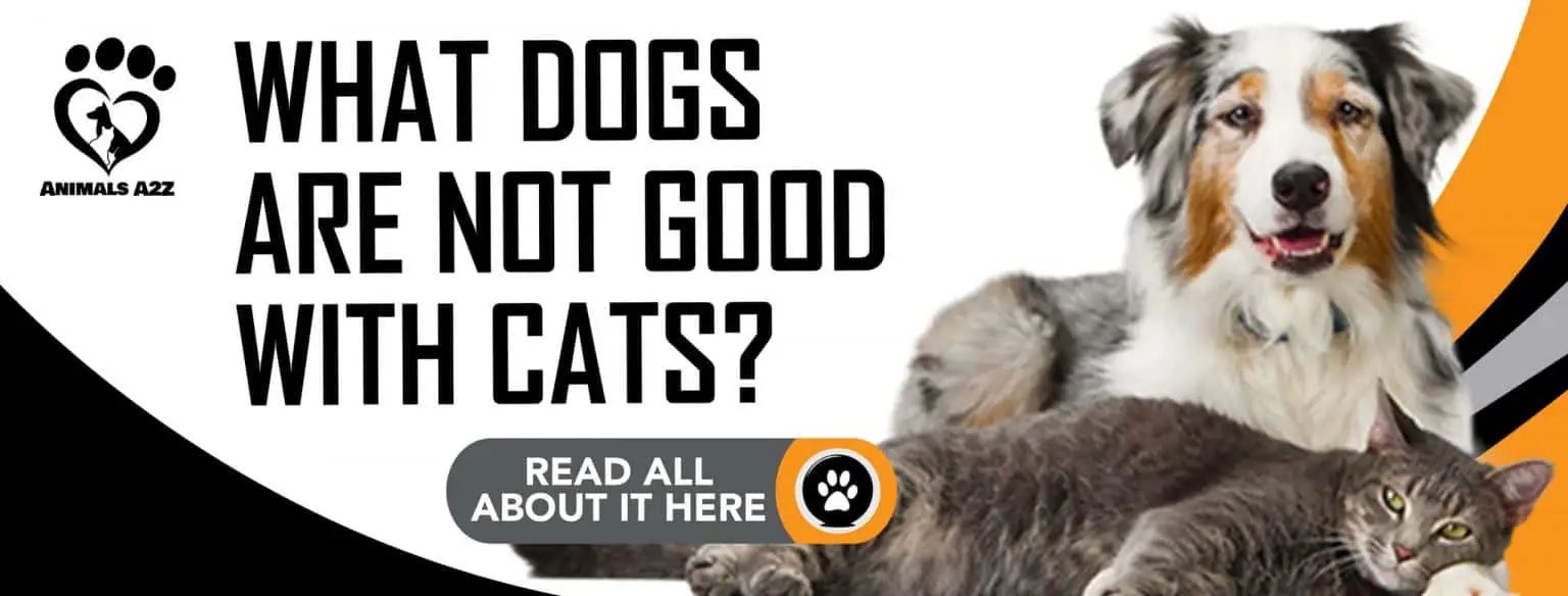 What dogs are not good with cats? [ Detailed Answer ]