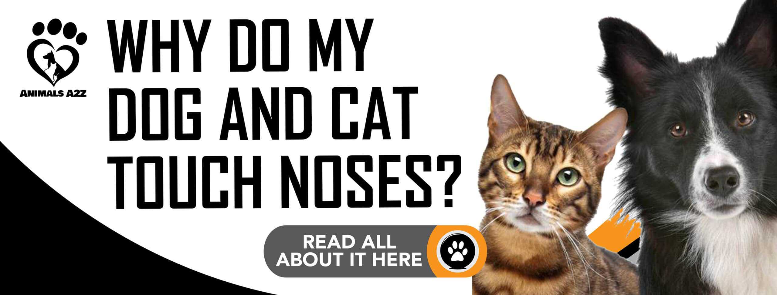 Why do my dog and cat touch noses?