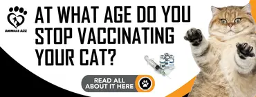 A Quel Age Doit On Arreter De Vacciner Son Chat Reponse Detaillee