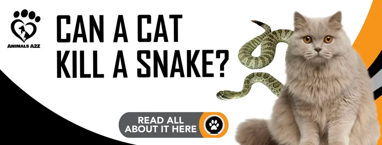 Can a cat kill a snake? [ detailed answer ]