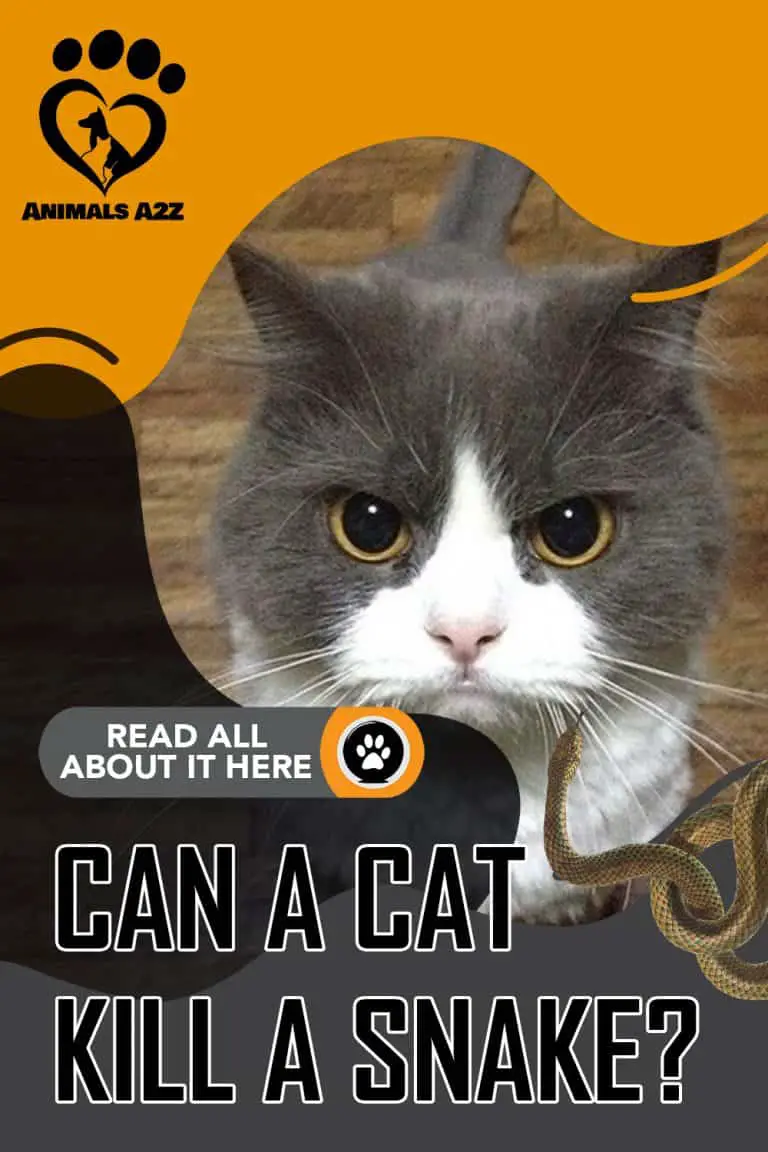 Can a cat kill a snake? [ detailed answer ]