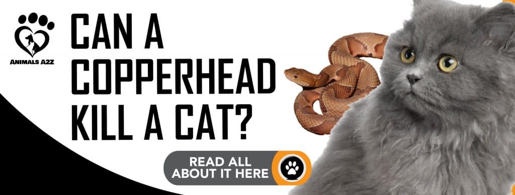 Can A Copperhead Kill A Cat Detailed Answer