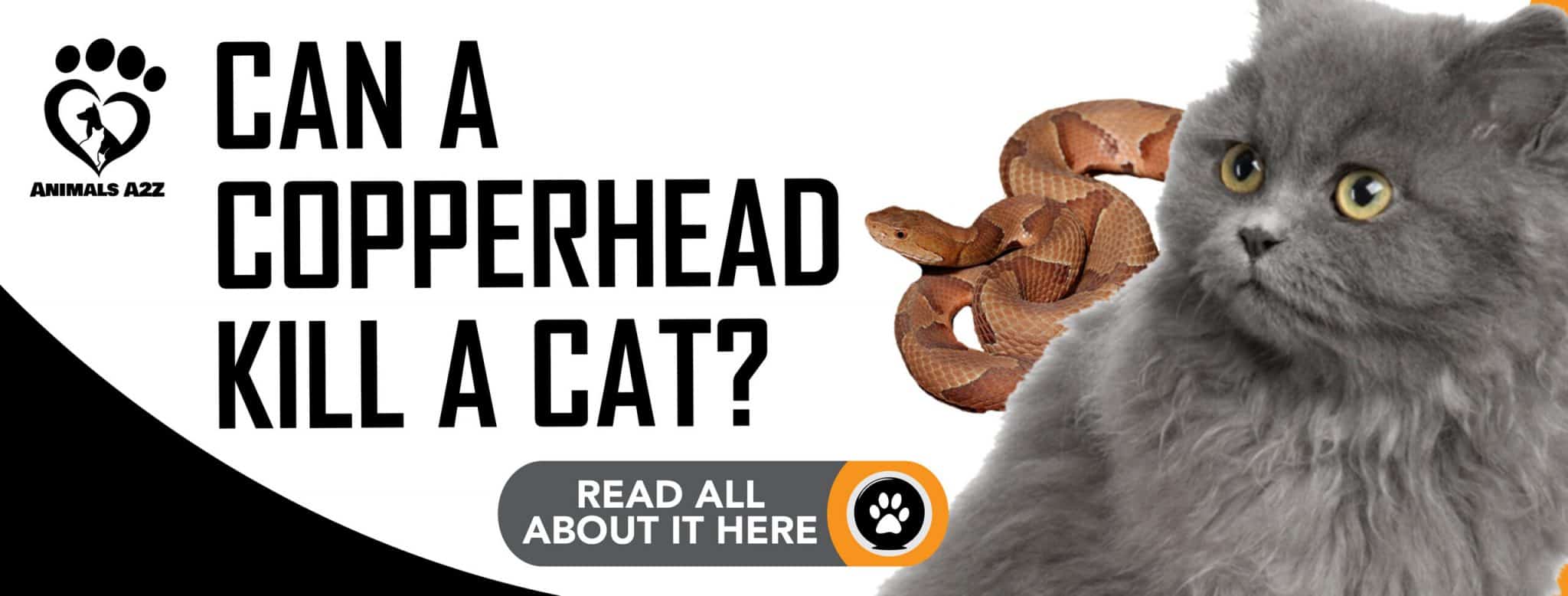 Can a copperhead kill a cat? [ detailed answer ]
