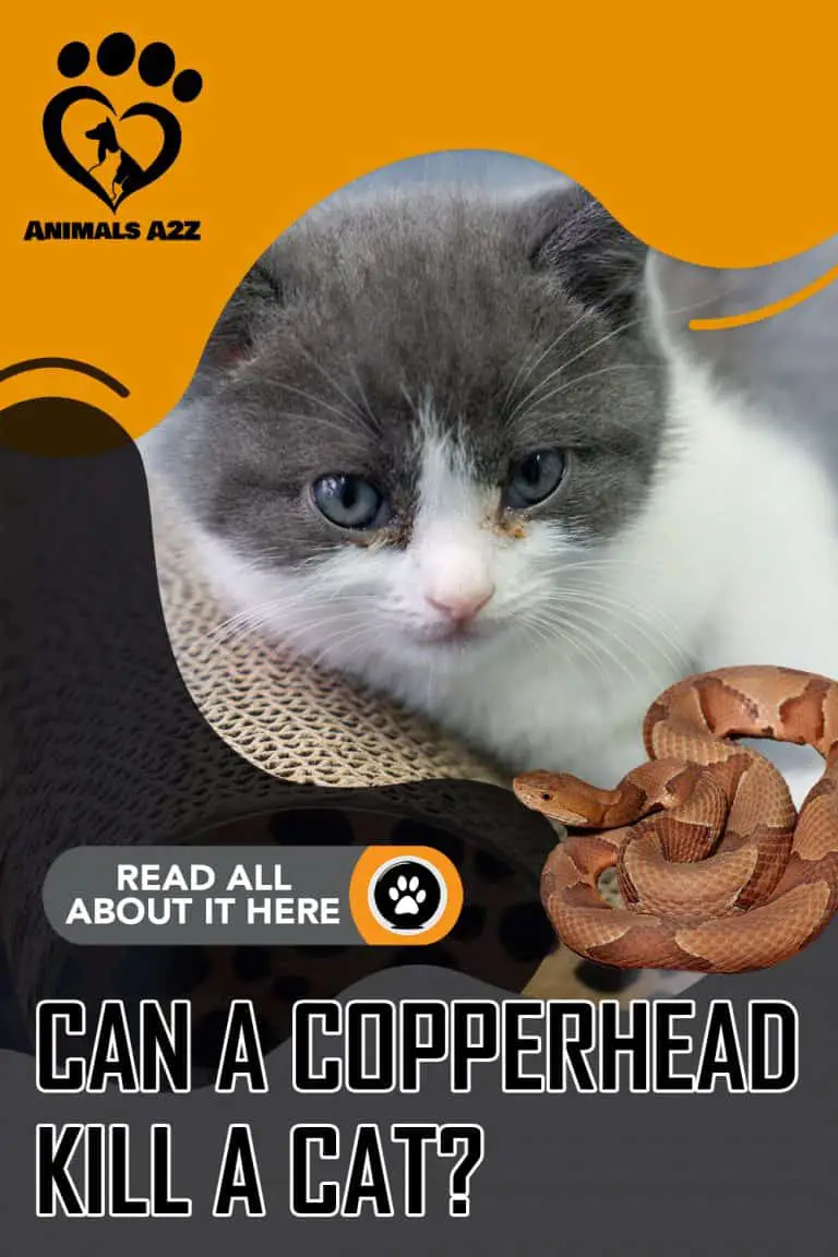 Can a copperhead kill a cat? [ detailed answer ]