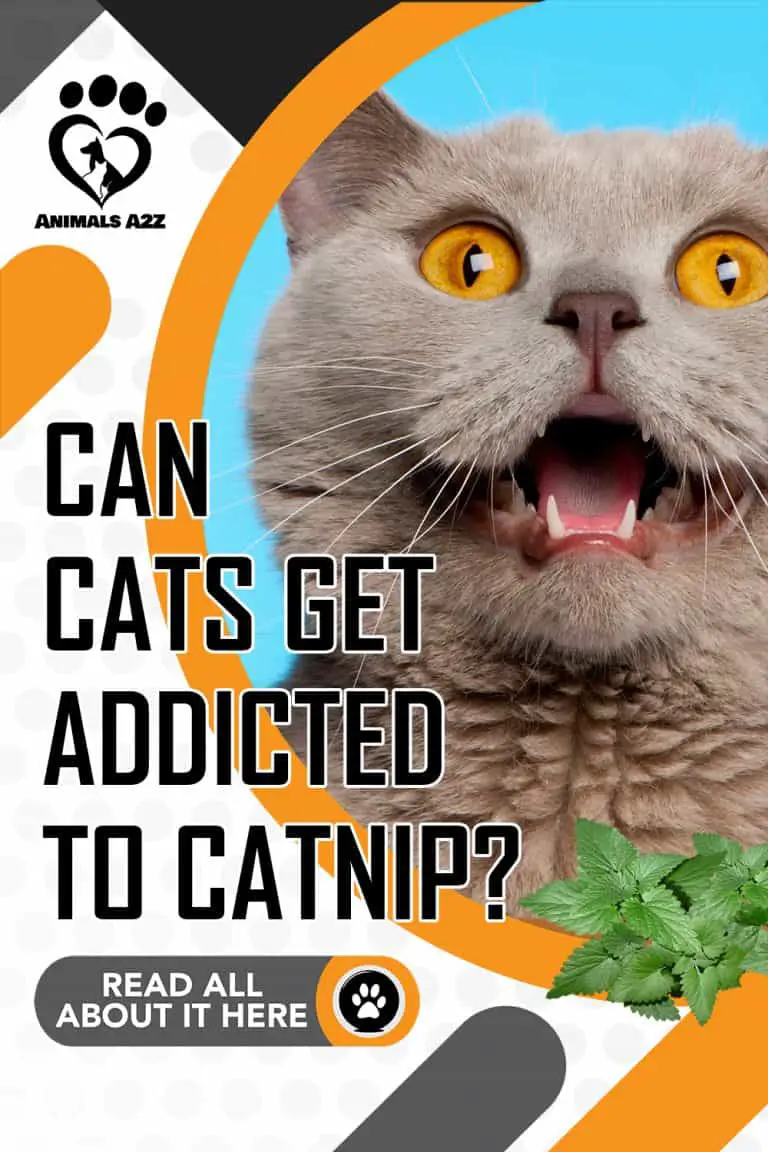 Can cats get addicted to catnip? [ detailed answer ]