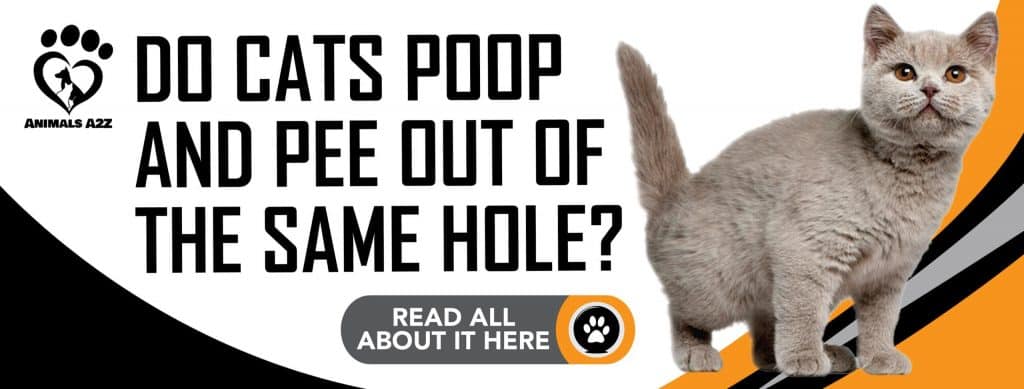 do-cats-poop-and-pee-out-of-the-same-hole-detailed-answer