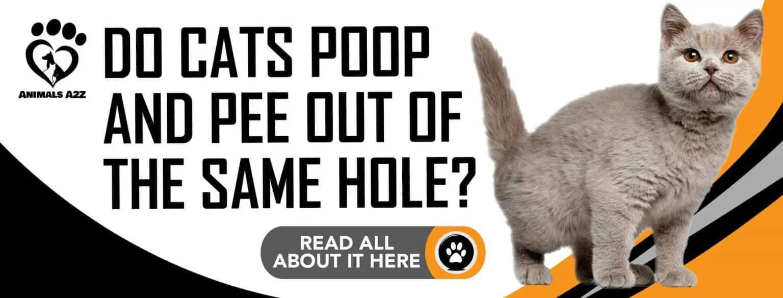 Do cats poop and pee out of the same hole? [ detailed answer ]