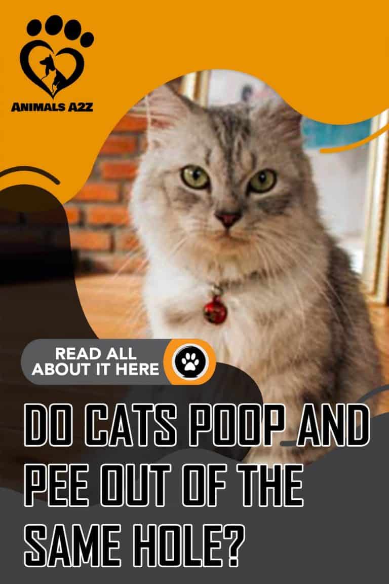 Do cats poop and pee out of the same hole? [ detailed answer ]