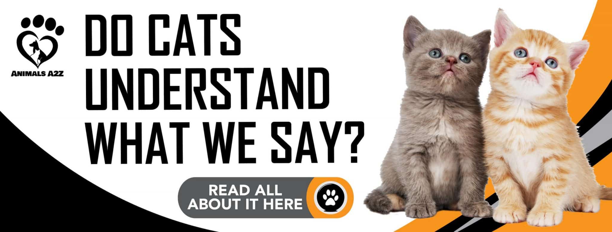 Do cats understand what we say? [ detailed answer ]