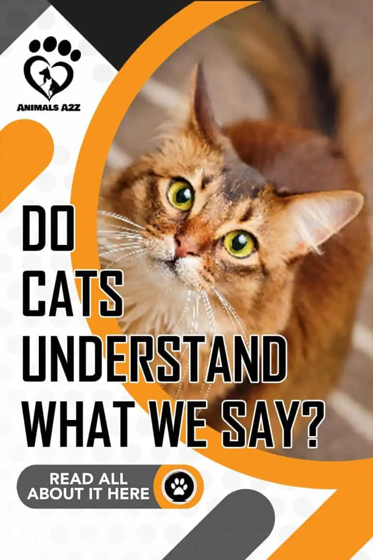 Do Cats Understand What We Say