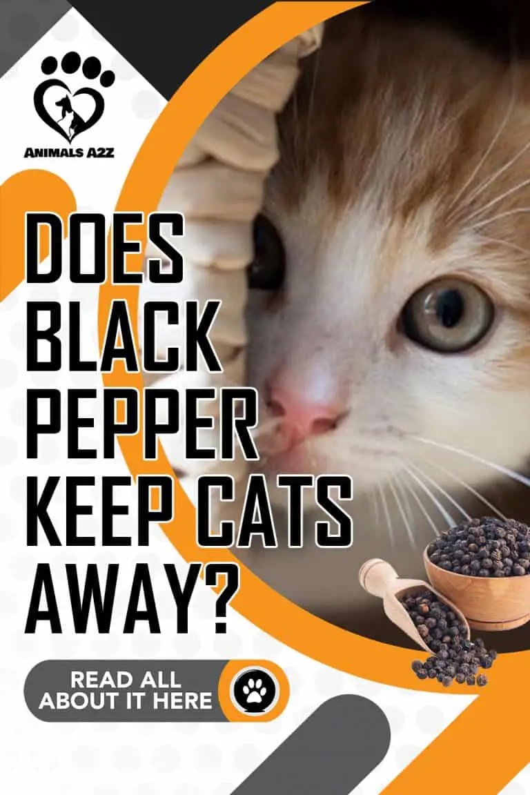 Does black pepper keep cats away? [ detailed answer ]