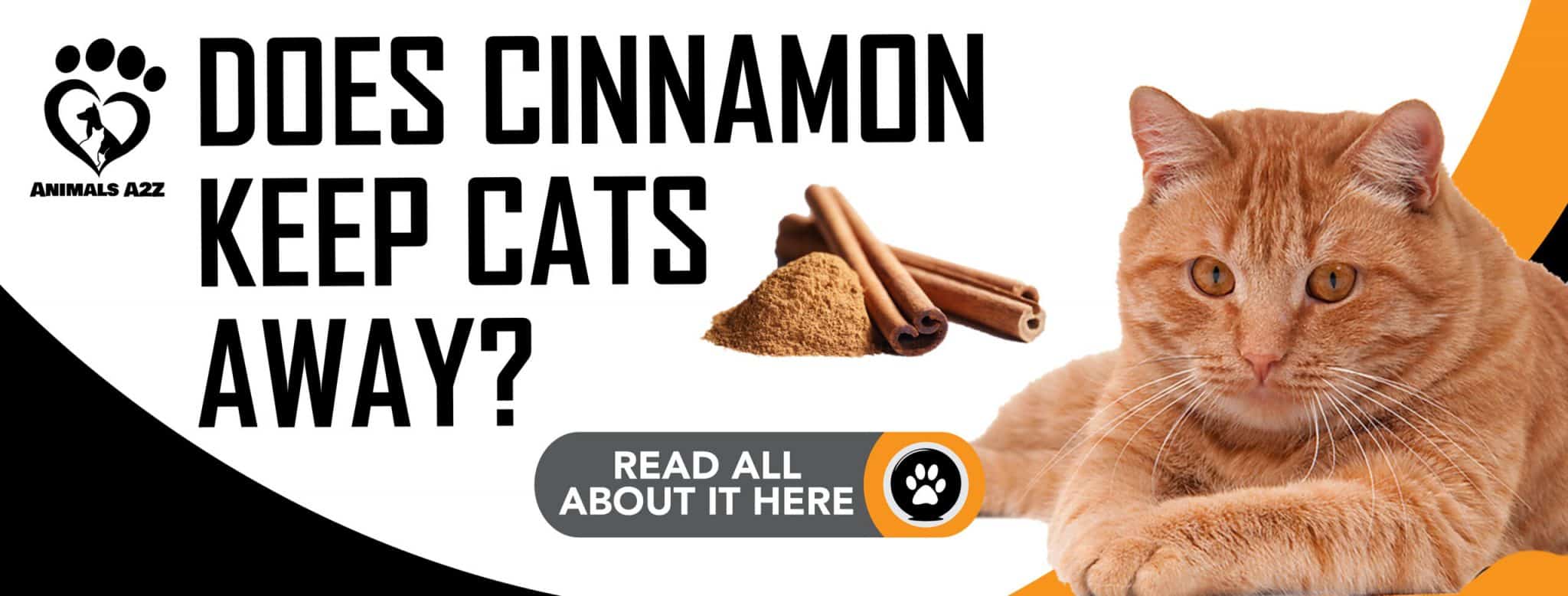Does cinnamon keep cats away? [detailed answer]