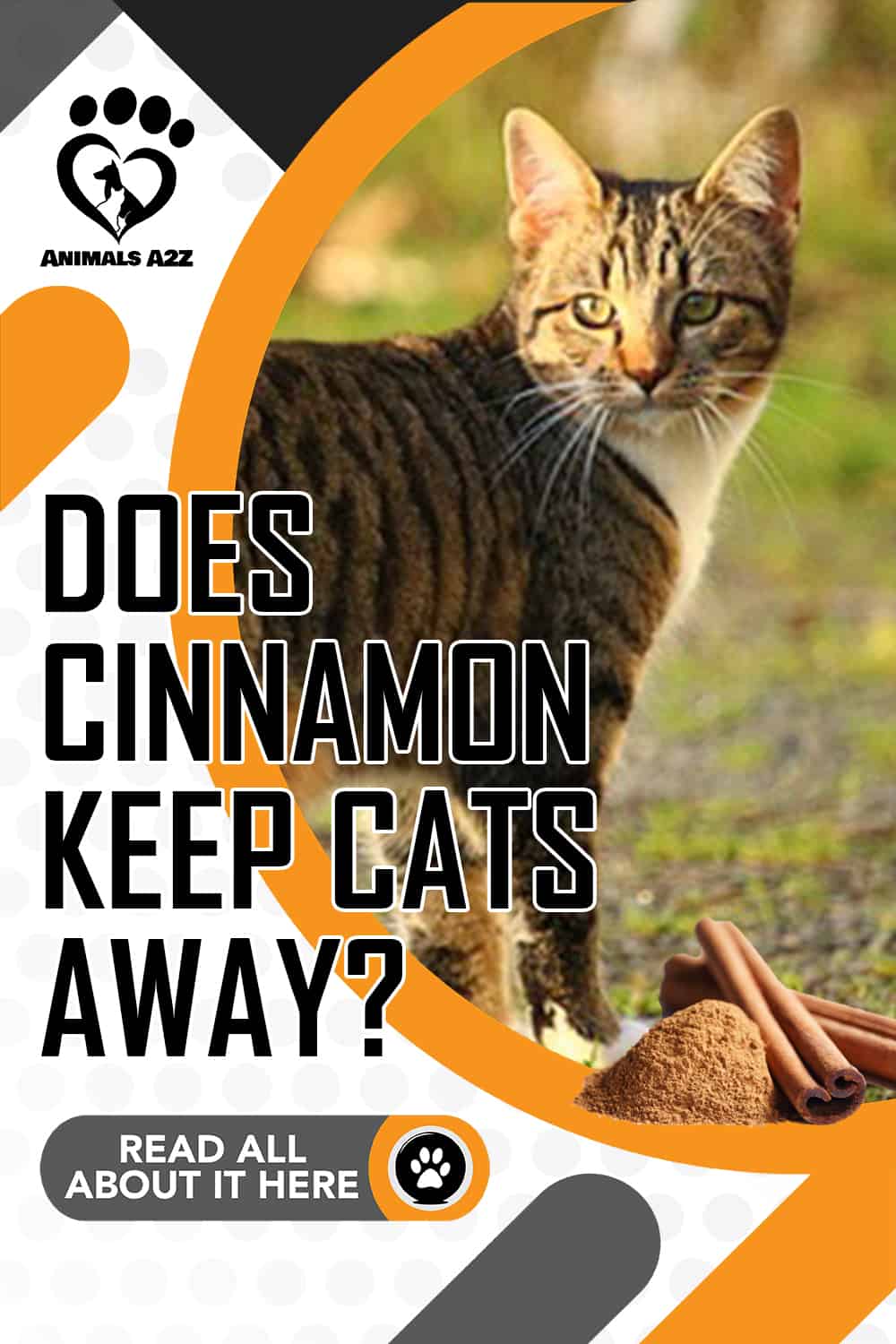 Does cinnamon keep cats away? [detailed answer]