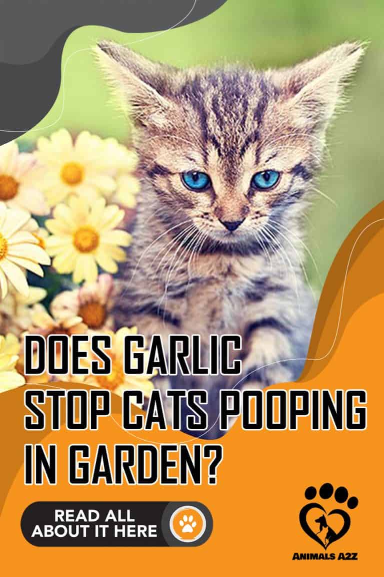 Does garlic stop cats from pooping in garden? [ detailed answer ]
