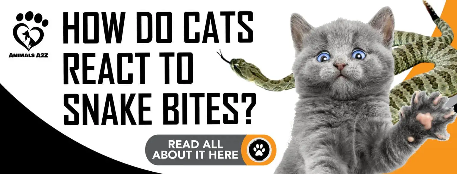How do cats react to snake bites? [ detailed answer ]
