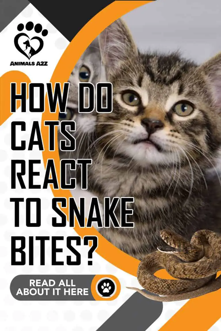 How do cats react to snake bites? [ detailed answer ]