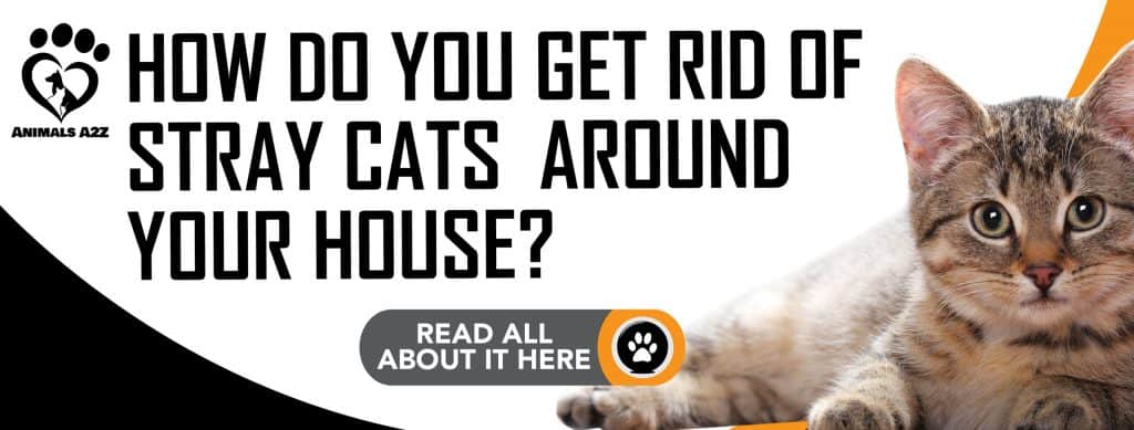 skelet bånd Piping Hvordan slipper du af med omstrejfende katte omkring dit hus? [ detaljeret  svar ]