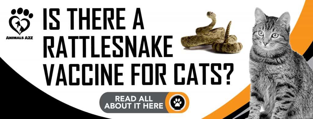 Is there a rattlesnake vaccine for cats? [ detailed answer ]