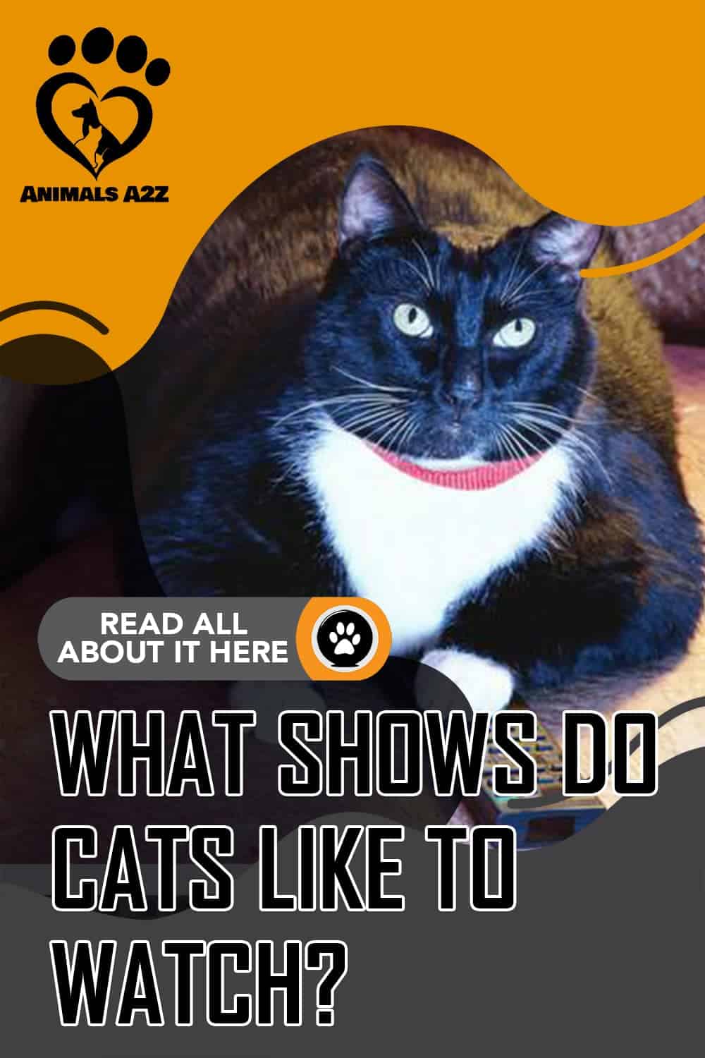 What shows do cats like to watch? [ detailed answer ]