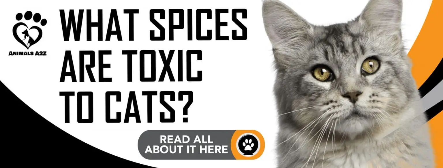 which-spices-are-toxic-to-cats-detailed-answer