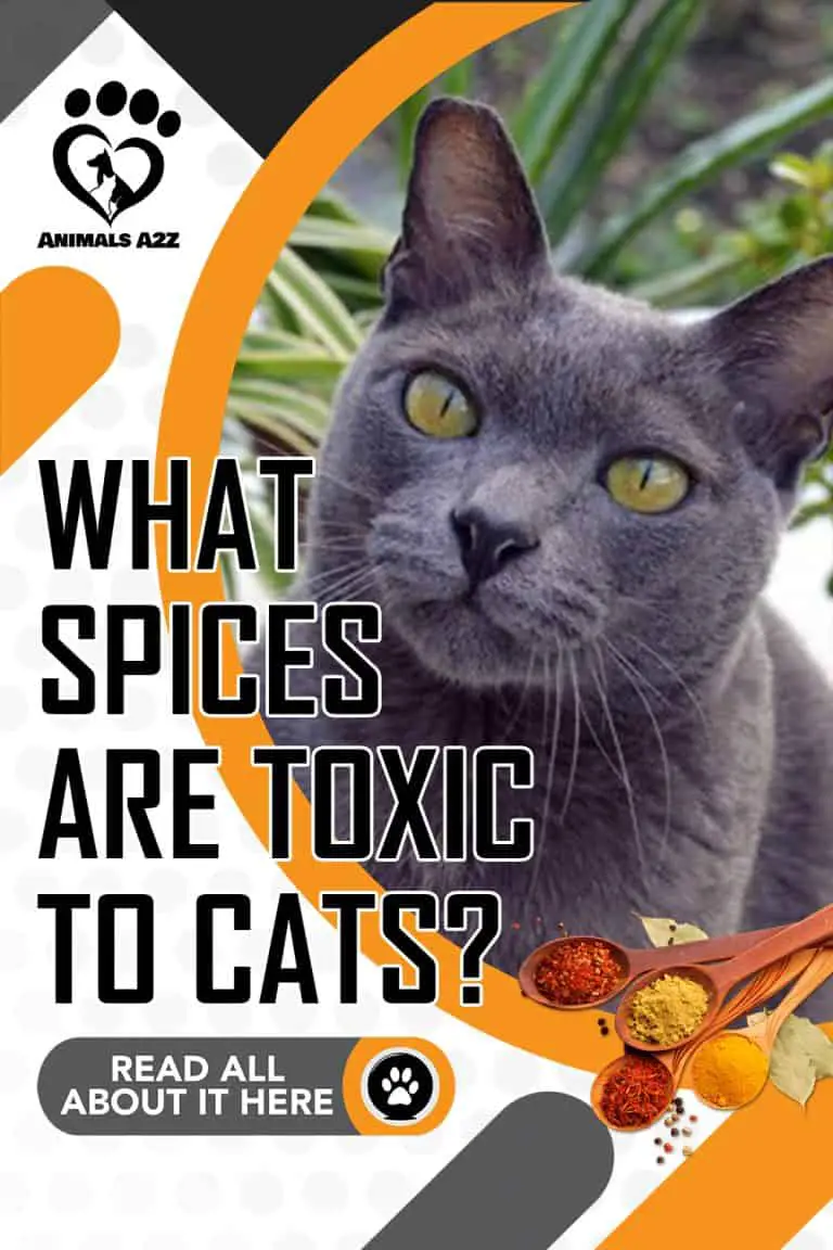 Which spices are toxic to cats? [ detailed answer ]