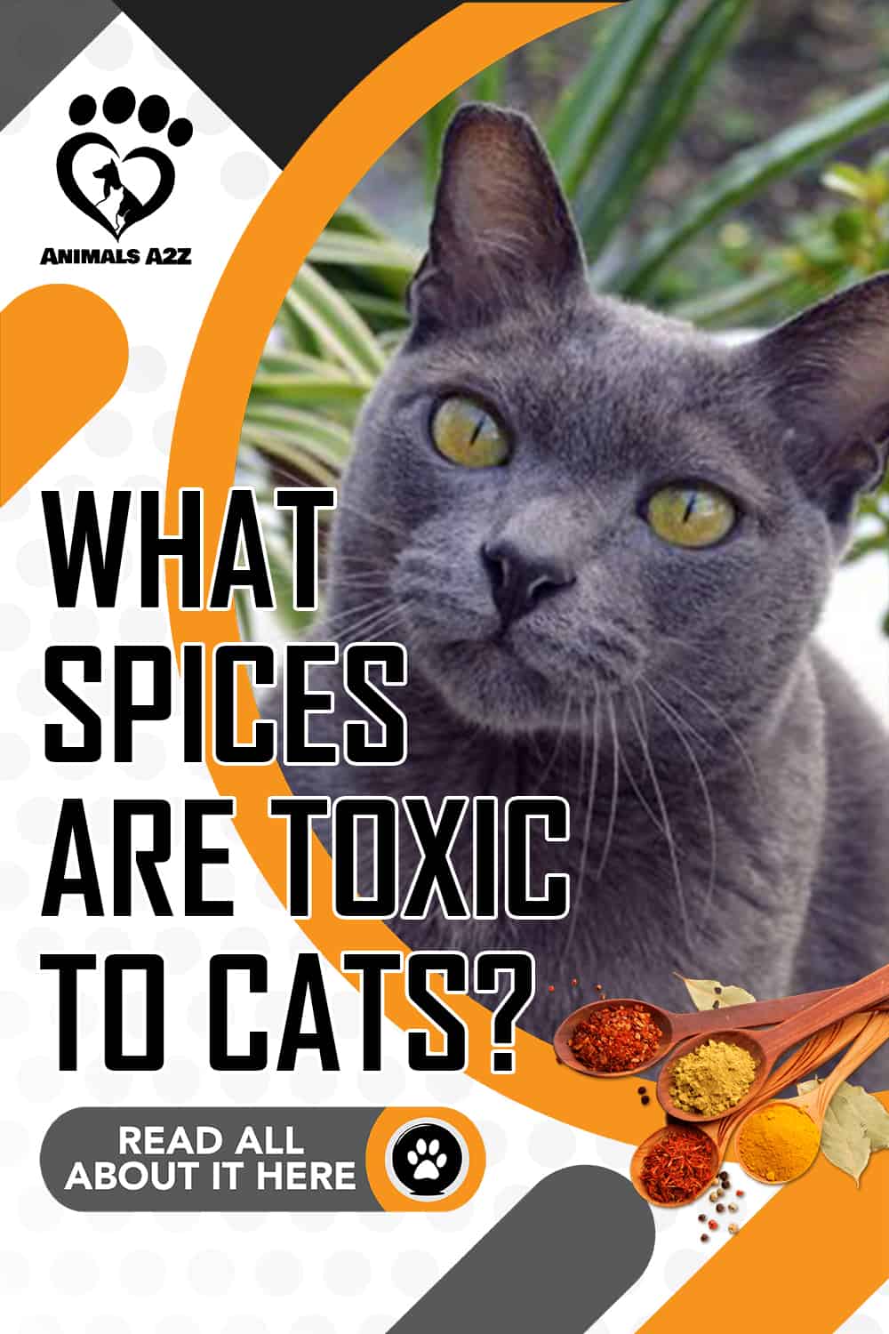 which-spices-are-toxic-to-cats-detailed-answer