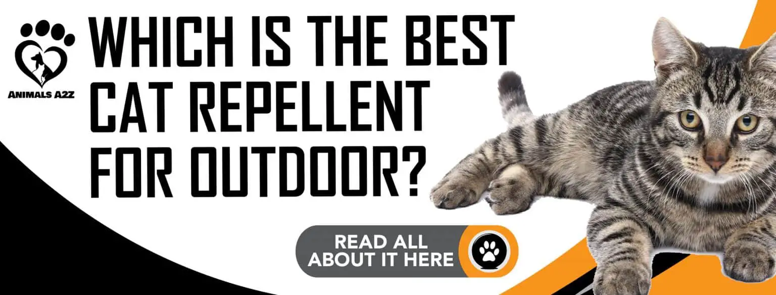Which is the best cat repellent for outdoor? [detailed answer]