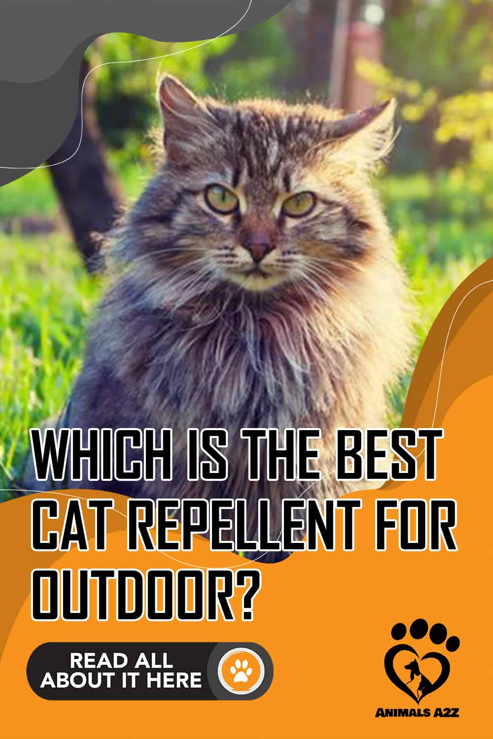 Which is the best cat repellent for outdoor? [detailed answer]