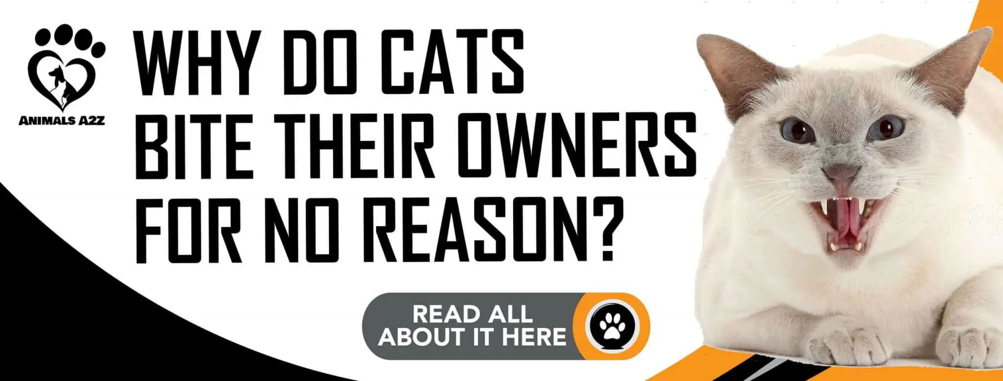 Why Do Cats Bite Their Owners For No Reason 1 1 Scaled 1 2048x778 