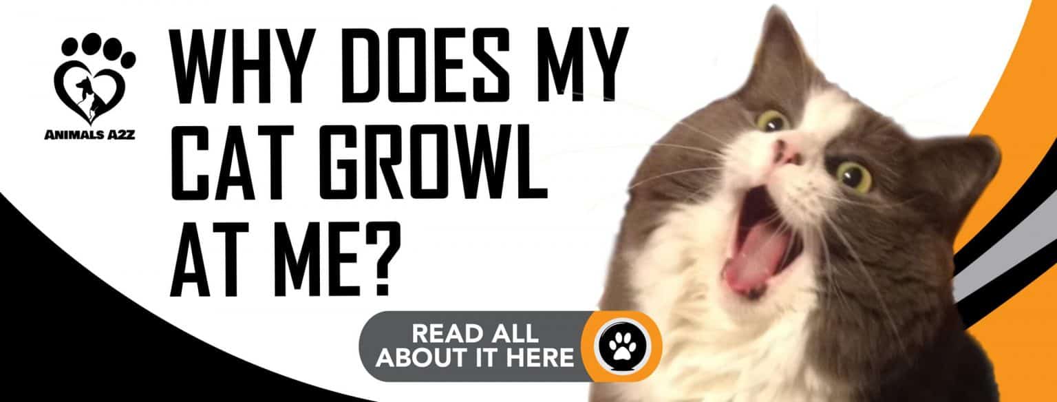 Why does my cat growl at me? [ detailed answer ]