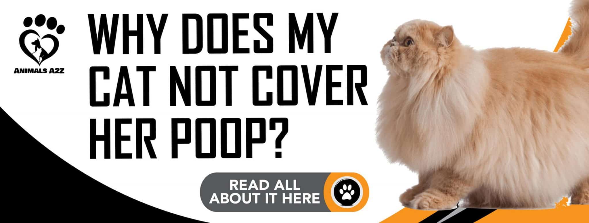 Why does my cat not cover her poop? [ detailed answer ]