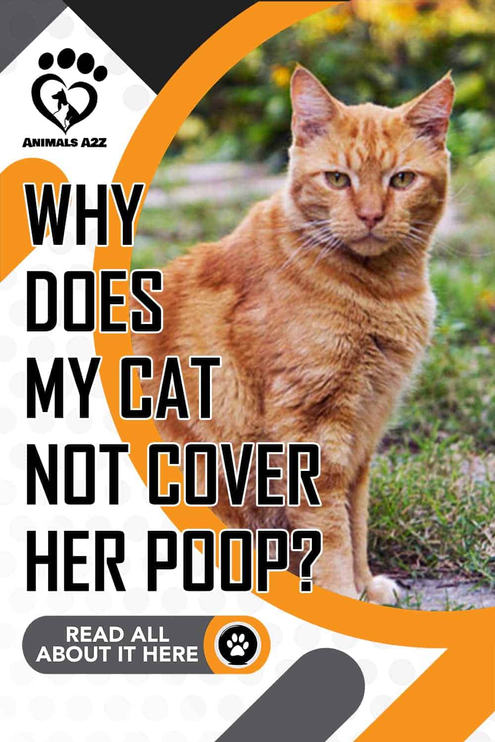 Why does my cat not cover her poop? [ detailed answer ]