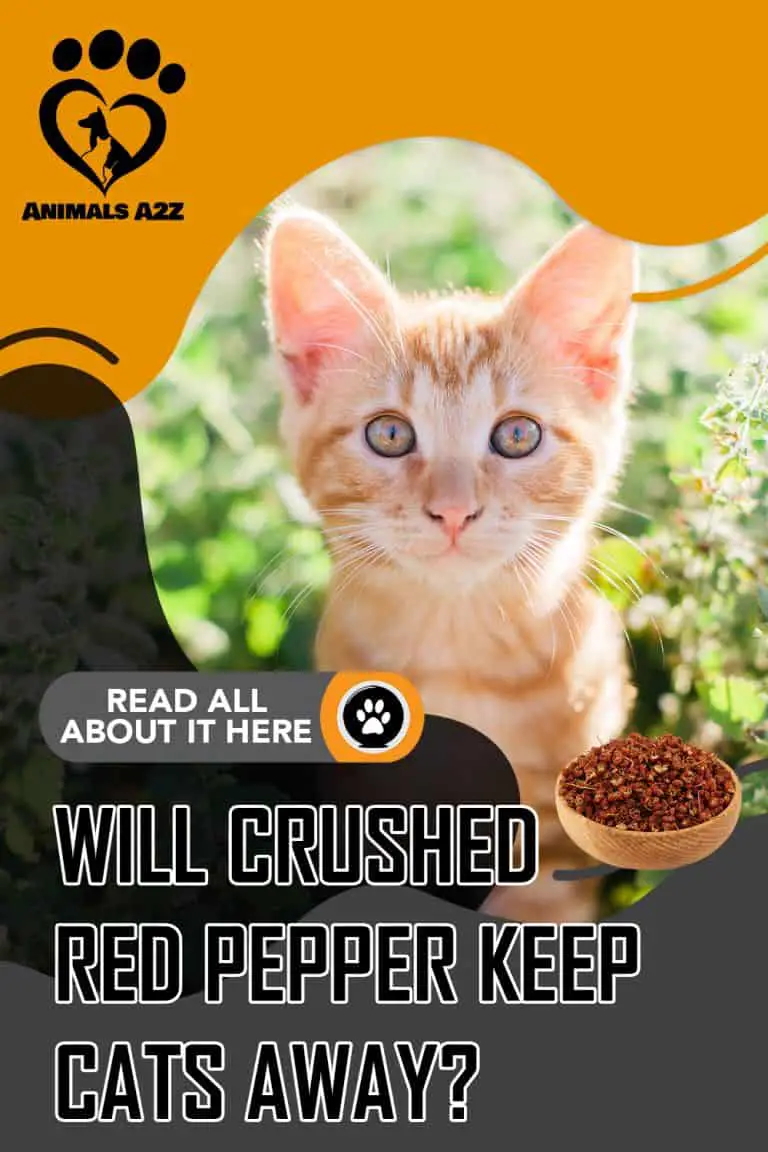 Will crushed red bell peppers keep cats away? [ detailed answer ]