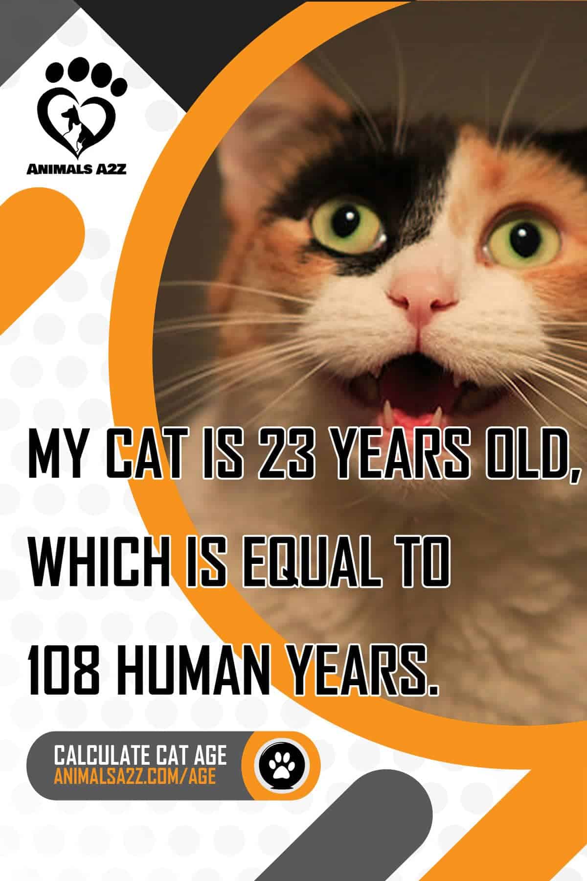 Your Cat S Age In Human Years Animals A2z