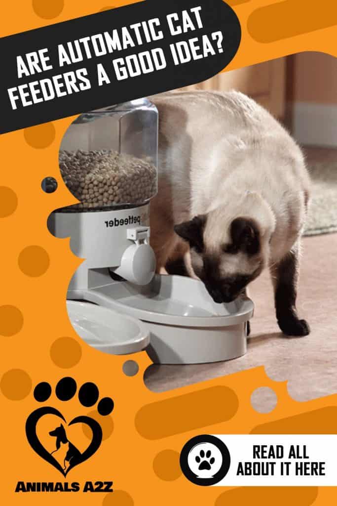 chat mangeant dans une mangeoire automatique 