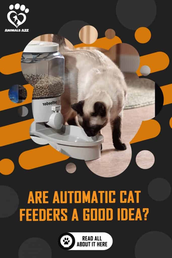 ¿Es una buena idea los comederos automáticos para gatos?