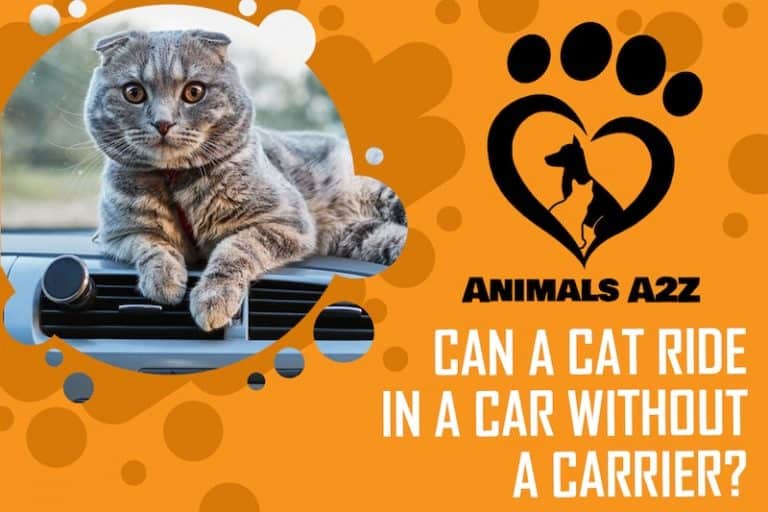 Can a cat ride in a car without a carrier? [ detailed answer ]