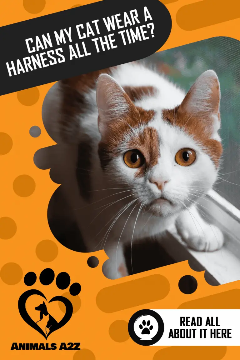 Can my cat wear a harness all the time? [ detailed answer ]