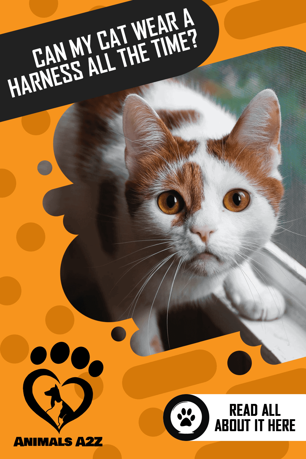 Can my cat wear a harness all the time? [ detailed answer ]