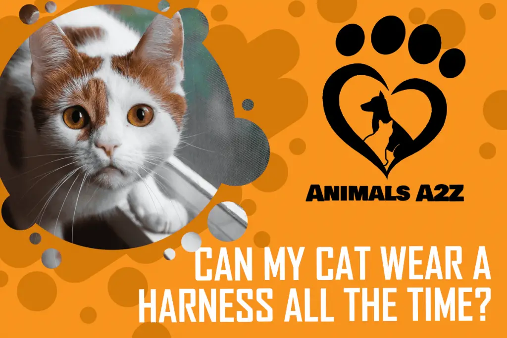 Can my cat wear a harness all the time? [ detailed answer ]