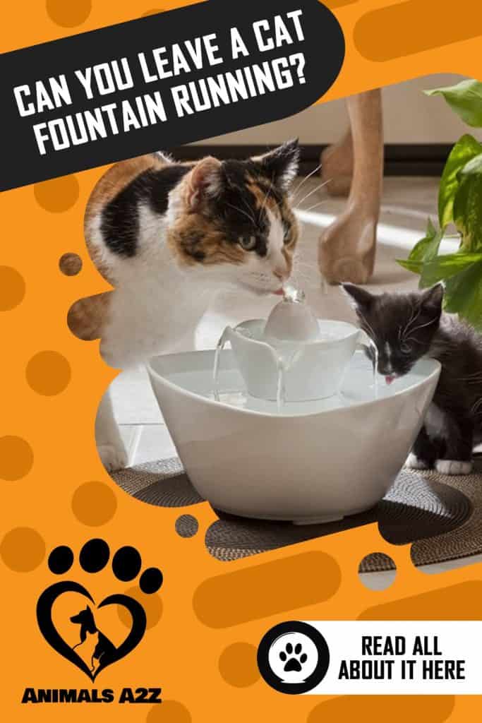 cat drinking of fountain