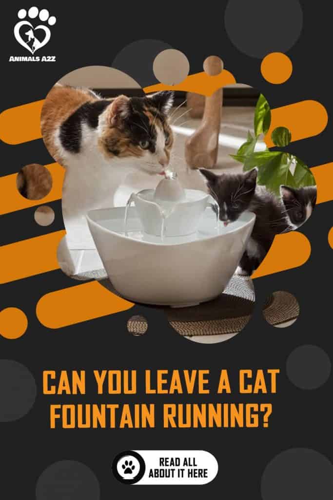 Can you leave a cat fountain running? [ detailed answer ]