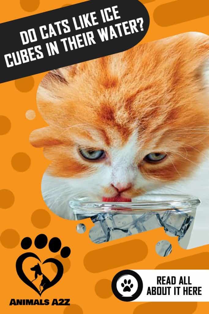 Cat licking on ice cubes 
