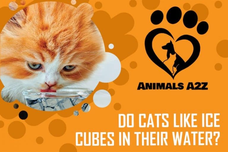 Do cats like ice cubes in their water? [ detailed answer ]